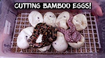 Ball Python Eggs are Hatching!  See the Results!