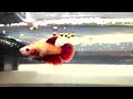 Kids surprised with new pet fish