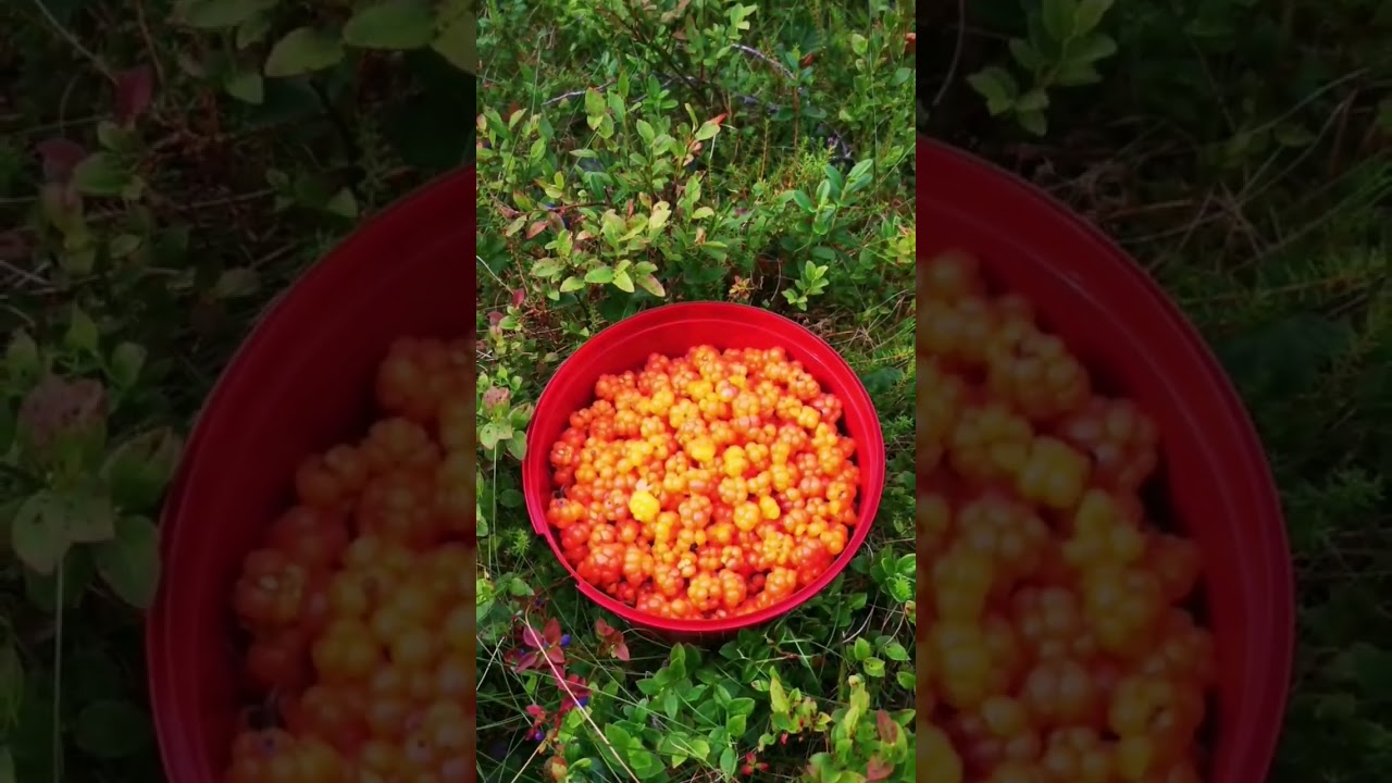 Incredible cloudberry
