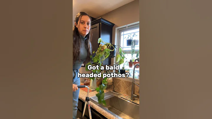 How I fixed my leggy and bald headed pothos #plantcare #planttips #pothosplant