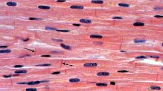 Muscle & Nerve Tissue Review