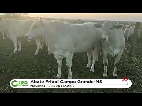 O GADO EM DESTAQUE DA REGIÃO DE CAMPO GRANDE