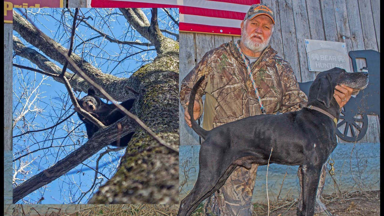 Bear Hunting with Plott Hounds in West 