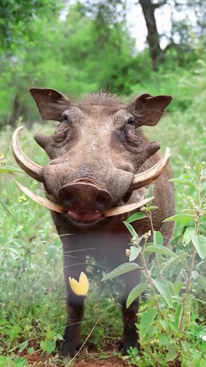 Wild pig,Jangli Suar, जंगली सूअर #wildpig #janglisuar #जंगलीजानवर #wildanimals #pig @GaonRiDhara
