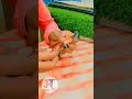 mobile skin wrap | mobile skin cutting machine |