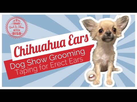 Video: How To Fit Chihuahua Ears