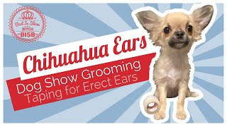 Dog Show Grooming: How To Tape Chihuahua Ears by BIS B 20,215 views 3 years ago 8 minutes, 58 seconds