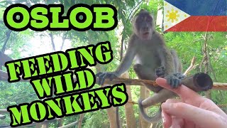 Things To Do In Cebu. Feeding Wild Monkeys In Hagdan, Oslob, Cebu, Philippines.