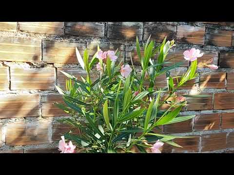 Vídeo: Oleandro - Propriedades úteis E Usos De Oleandro, Flores De Oleandro. Oleandro Comum, Branco, Interno, Rosa, Amarelo