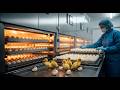 Inside a Mega Duck Hatchery – How Millions of Duck Eggs Become Food #TheFactoryNarrative