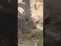 cat nap