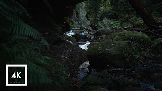 Escaping To Nature, Relaxing Sounds Of The Blue Mountains For Sleep, Amsr