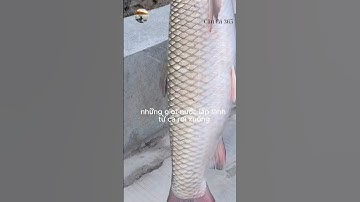 Cô Gái Gánh Cá Khổng Lồ #fishing #amazing #cauca365 #short