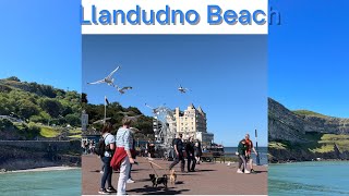 Heart Touched!Why Lot’s of Seagulls Attacked a Person in Llandudno beach/Llandudno/North Wales/wales