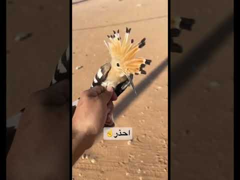 هدهد سليمان
