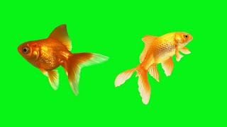 GREEN SCREEN goldfish effects footage HD |  chroma key goldfishes