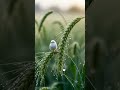 Calm Your Mind with Nature Sounds 🍂🎧 #fyp #viral #nature #relaxing