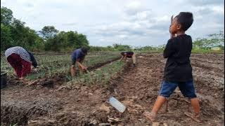 KERJASAMA SATU KELUARGA @duaputra81 TANAM BAWANG DAUN DI TRANSMIGRASI SEPUNGGUR KALIMANTAN UTARA