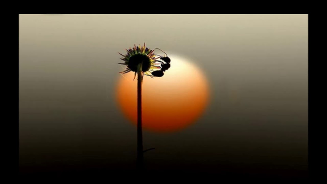 Modd — Stellar (Original Mix) [Kindisch]