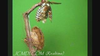 Giant Silkmoth Emerges/Expands Wings Realtime/Timelapse V05230