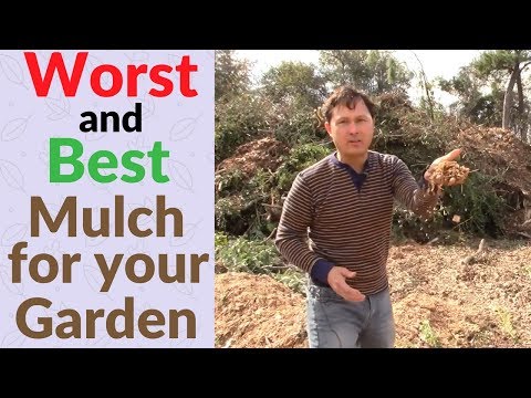 Worst and Best Wood Chip Mulch for Your Vegetable Garden