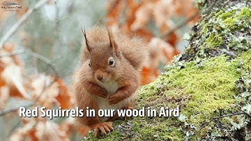Red Squirrels in the Highlands of Scotland