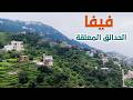 جبل فيفا أرض الحدائق المعلقة جبل فيفا أرض الحدائق المعلقة