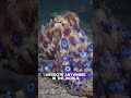 This Tiny Octopus Can Kill 26 People — And Has No Antidote 🐙#BlueRingedOctopus#OceanFacts