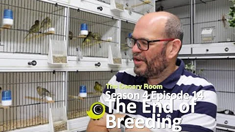 The Canary Room Season 4 Episode 14  - The end of the breeding season