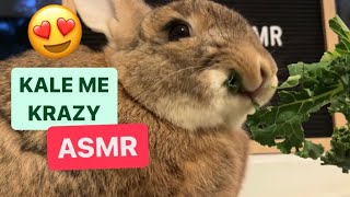 Cute Bunny Rabbit Demolishes Kale Asmr 😲🥬 | Night Sounds