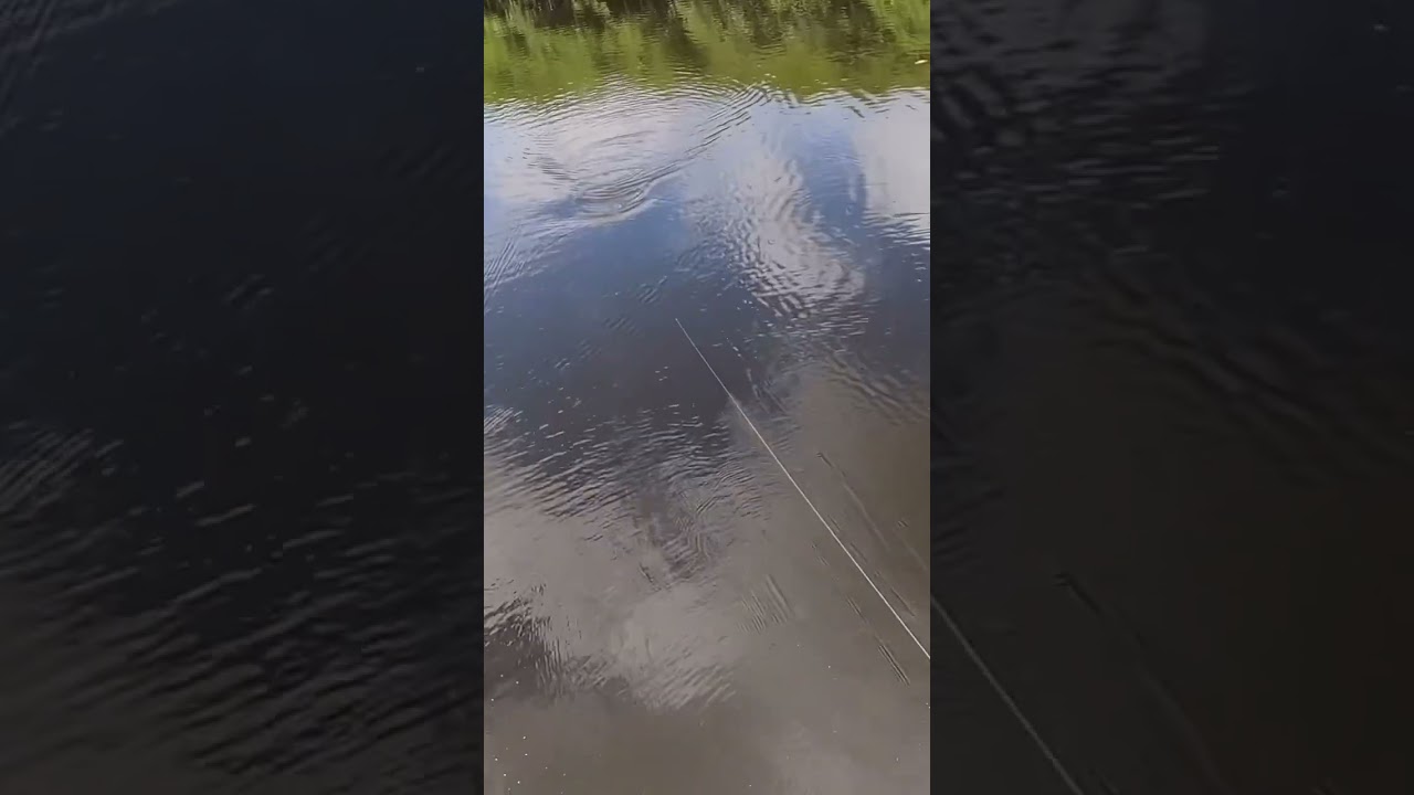 Monster Snook follows 3D Inshore Topknock Pencil