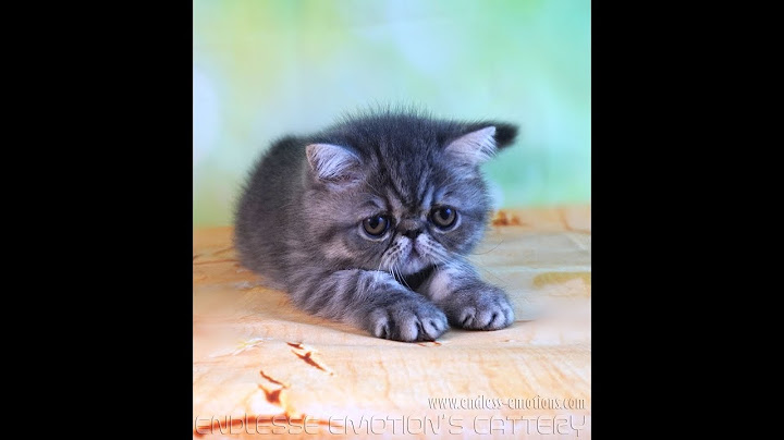 Video 2617461: tabby exotic shorthair, exotic shorthair blue