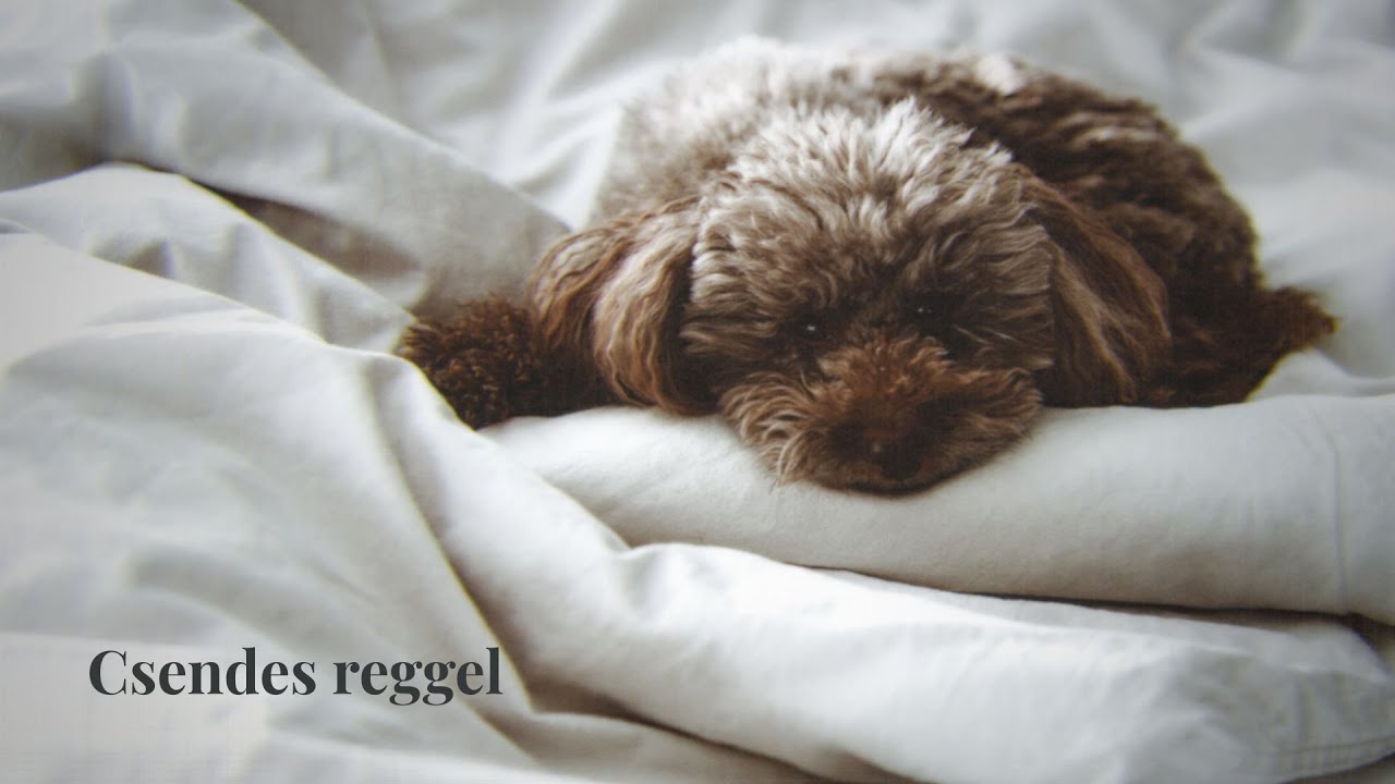 Egy lassú téli reggel | naplózás, tea, séta