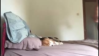 dasar nakal mampus kau anjing