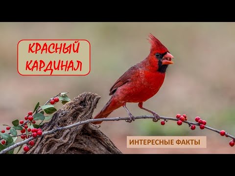 Красный КардиналПтицыЖивотныеИнтересные Факты