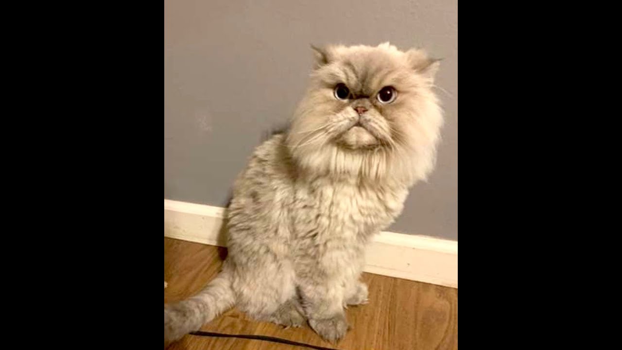 Persian Cat Rescue, Catnip For New Year's Eve & Hope Plays With A Worm