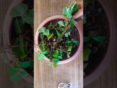 BEGONIA PLANT CARE, How To Grow And Propagate Begonia Cuttings #begonia #plantcare #propagation