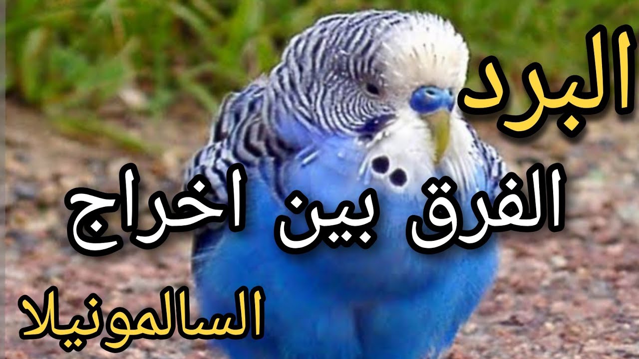 الفرق بين فضلات البرد وفضلات السالمونيلا عند الطيور