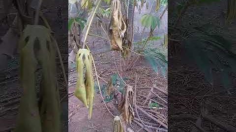 HOW TO PLANT CASSAVA FOR BIG TUBERS & HEALTHY GROWTH