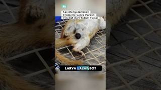 Tupai Malang Diselamatkan oleh Manusia😱❓ #faktaunik #animals #parasite #larva