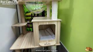 Fur Cats Only Boutique Cattery Gold Coast Luxury Cat Boarding