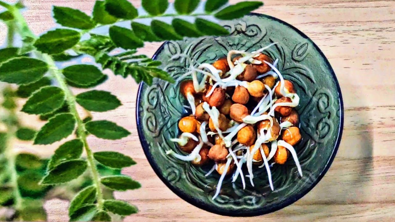 How To Grow Chickpea Plants At Home Chana Chikpea YouTube