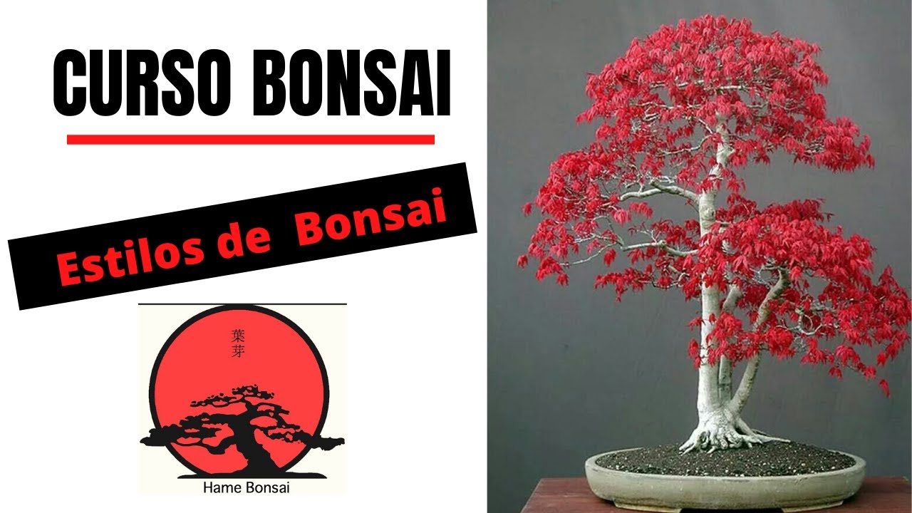 Percepción Salón Atrás, atrás, atrás parte Curso de Bonsai GRATIS- Estilos de Bonsai - Conceptos básicos - YouTube