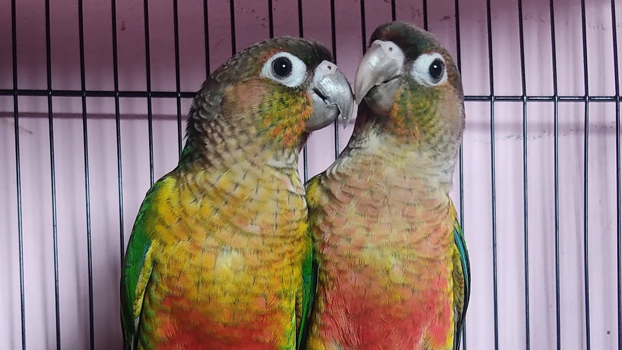 conure parrots are  angry😤 daily vlogs