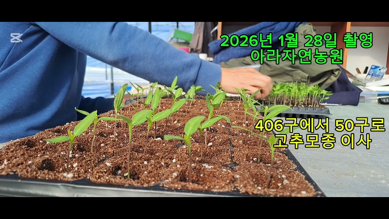 고추모종 50구포트로 가식(점핑)
