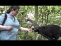 &#39;Ayu&#39; the Binturong  ( Bearcat )  at Port Lympne in Kent