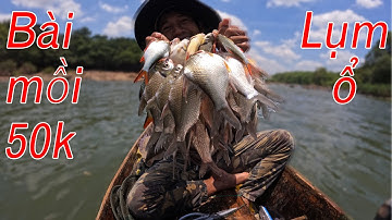 Mồi lăng xê sông Bé chuẩn, 4h đồng hồ hốt luôn bầy cá ✅