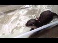 カワウソ劇場 アユの掴み取り編