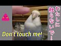 #Shorts#YouTubeショート【肩には乗るけど触らしてくれないコザクラインコ】段々と懐いてくれている?コザクラインコのクウ♡Lovebirds not touching.
