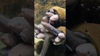 664 Cute Kawaii Fish Poking their Heads Out of Pipes (Sendai Umino-Mori Aquarium) #explorejapan